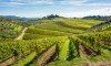 Wonderful Wine Tour Chianti Classico wine area - at least 2 wine tasting in Florence, Italy