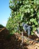 The Mallorcan Winetrain in Palma de Majorca, Spain