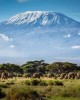 8 Days 7 Nights Lemosho Route in Moshi, Tanzania
