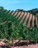 Malibu Wine Tours and Tasting in Los Angeles, United States